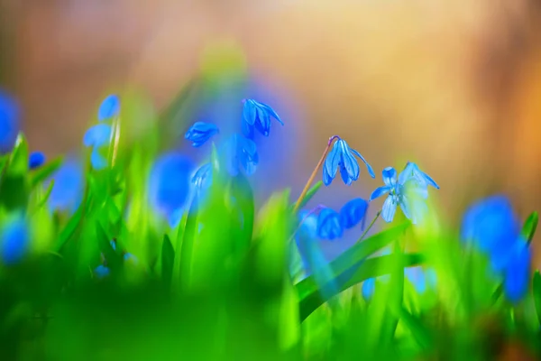 Bir Ormandaki Closeup Bahar Çiçekleri — Stok fotoğraf