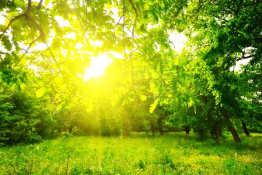 güzel yaz yeşil orman glade içinde bir güneş ışığı