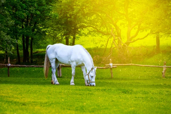 Belo Cavalo Branco Pastam Pasto Rural Verde — Fotografia de Stock