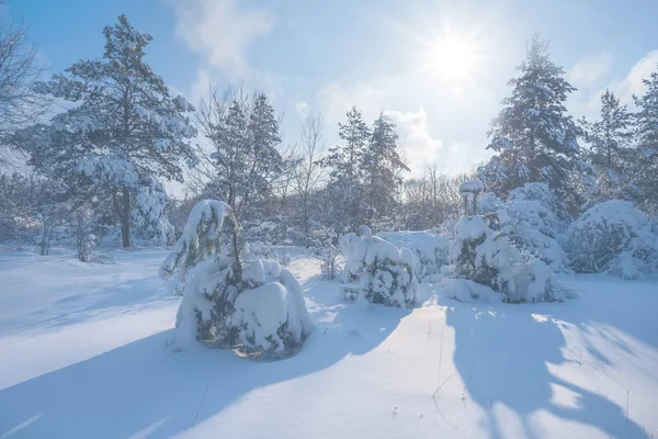 Belle Forêt Pins Hiver Dans Une Neige Belle Journée Ensoleillée — Photo