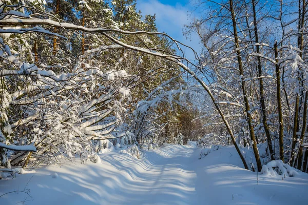 明るい日が雪で美しい冬の森 — ストック写真