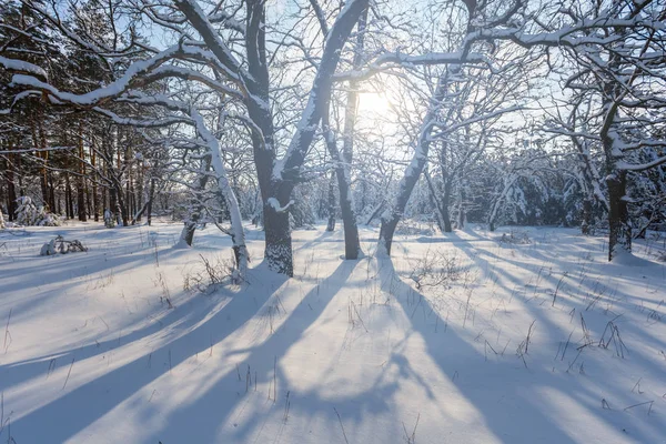 Vackra Vinter Insnöad Skog Strålar Från Solen — Stockfoto