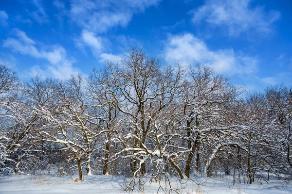 Krásné Zimní Les Sněhu Pozadí Modré Oblohy — Stock fotografie