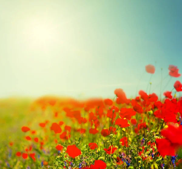 Beautiful Red Poppy Flowers Background Hot Summer Day — Stock Photo, Image