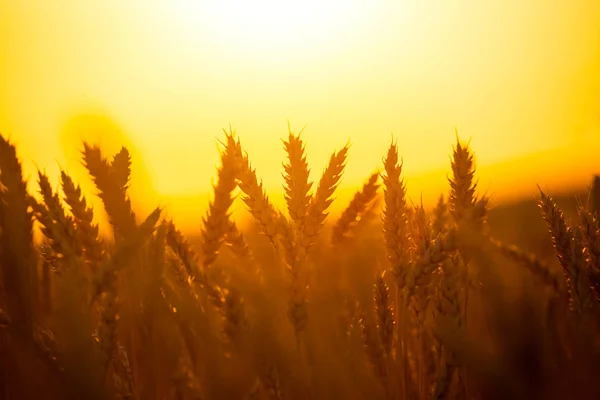 Close Zomer Tarweveld Bij Zonsondergang — Stockfoto