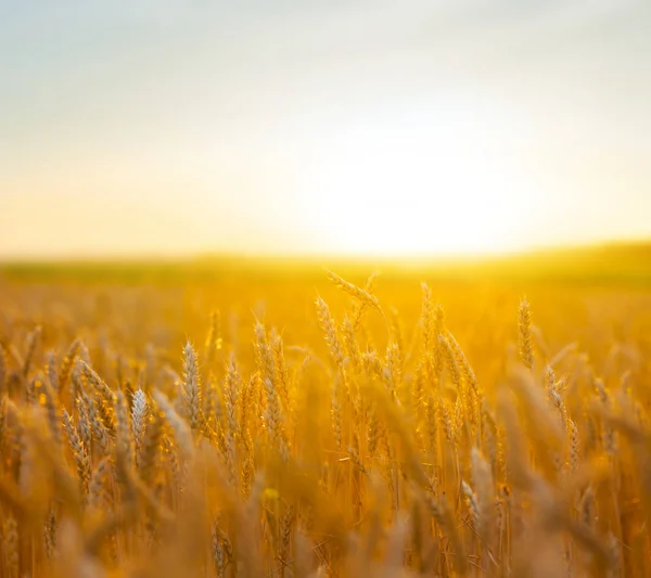 Крупним Планом Літнє Пшеничне Поле Тихому Заході Сонця — стокове фото