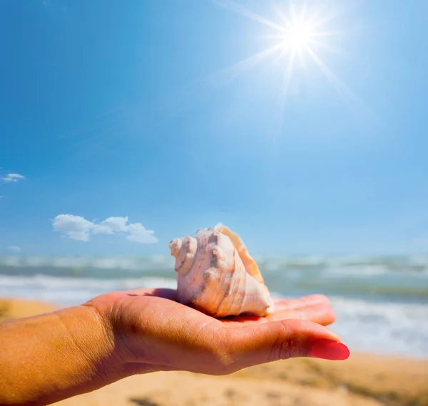 Woman Hold Marine Shell Palm Sandy Sea Beach Background — Stock Photo, Image