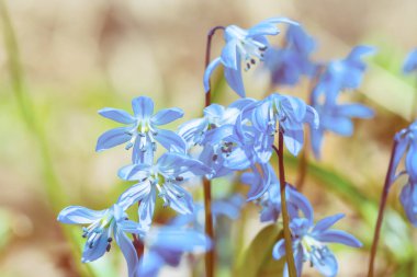 Bahar mavi kardelen çiçekleri bir ormandaki yığını