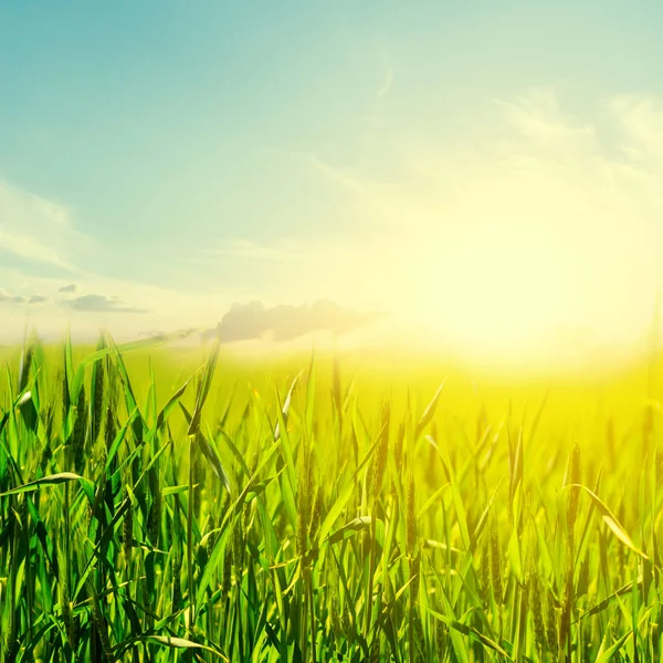 Groene Platteland Veld Bij Zonsondergang — Stockfoto