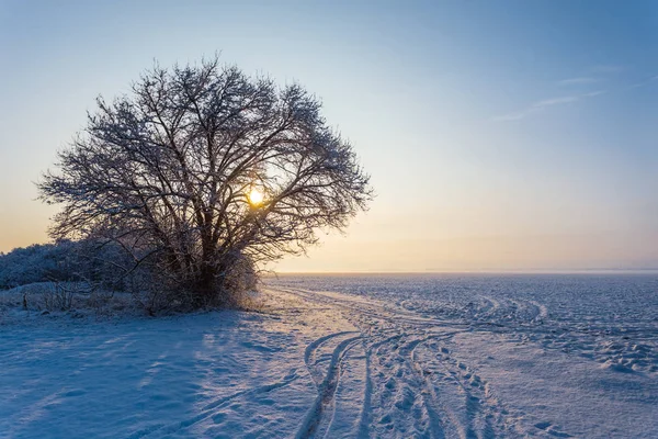 Zimní Zasněžené Pole Časných Ranních Hodinách — Stock fotografie