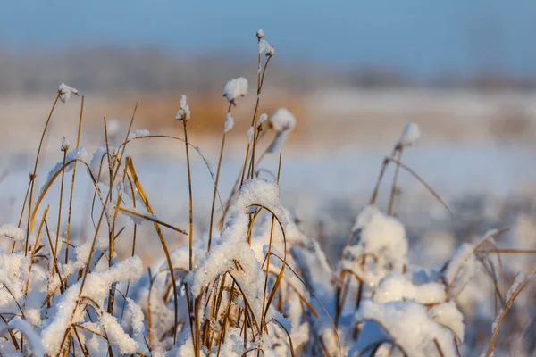 特写镜头雪定植物之间的冬季平原 — 图库照片