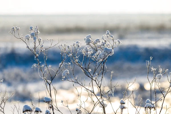 closeup snowbound plants among a winter plain