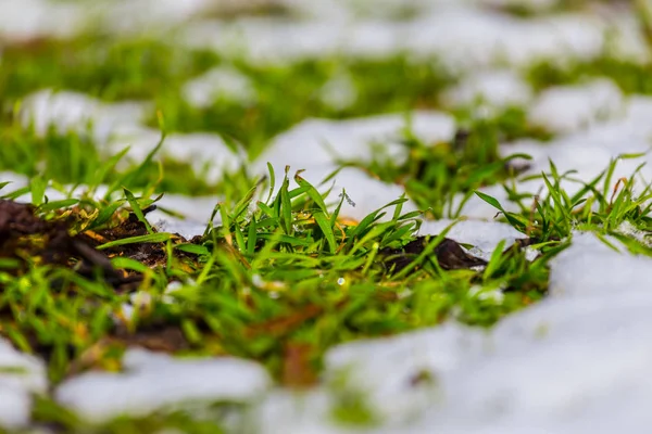 Świeża Trawa Zielony Wzrost Poprzez Sprężyny Topniejącego Śniegu — Zdjęcie stockowe