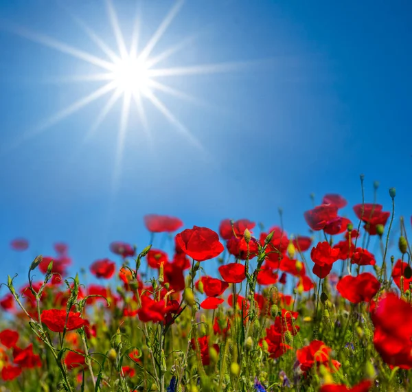 Beautiful Red Poppy Field Sparkle Sun — Stock Photo, Image