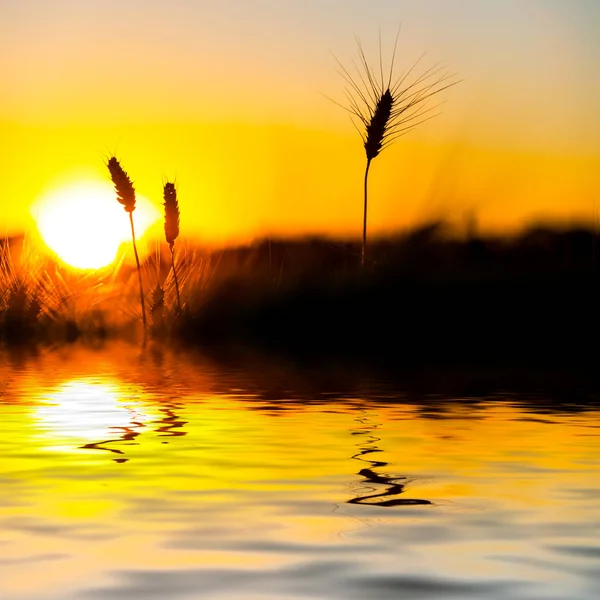 Espiga Trigo Atardecer Reflejada Agua —  Fotos de Stock