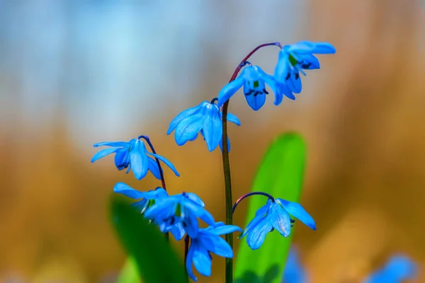 春の森で美しいクローズ アップ小さなブルーベルの花 — ストック写真