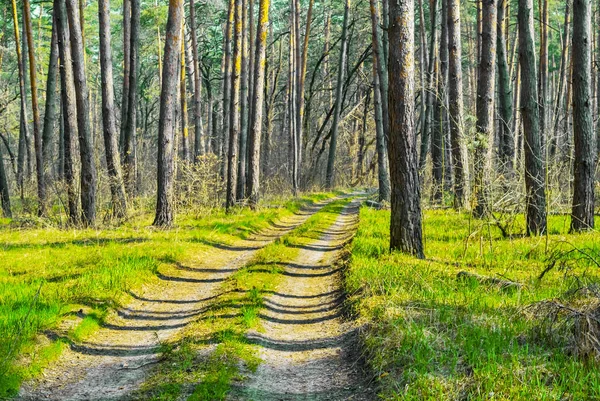 緑の夏の森を通る道路 — ストック写真