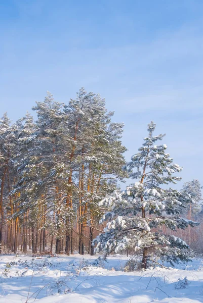 Belle Forêt Pins Hiver Dans Une Neige — Photo