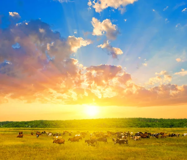 Rinderherde Auf Einem Feld Bei Sonnenuntergang — Stockfoto