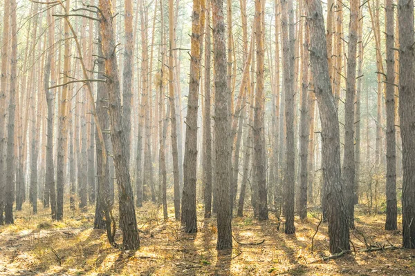 Primer Plano Bosque Pinos Luz Del Sol — Foto de Stock