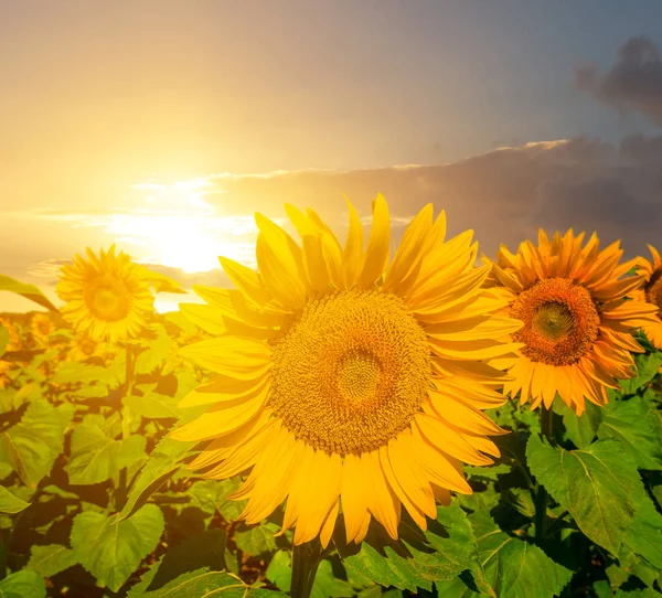Nahaufnahme Wunderschönes Sonnenblumenfeld Bei Sonnenuntergang — Stockfoto