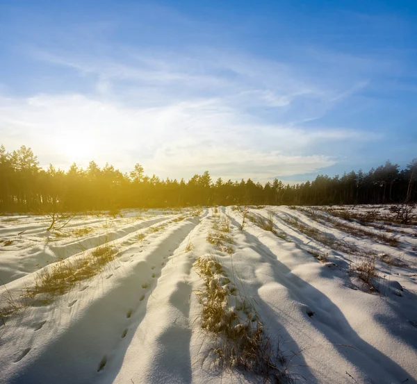 Winter Snowbound Forest Glade Sunset — Stock Photo, Image