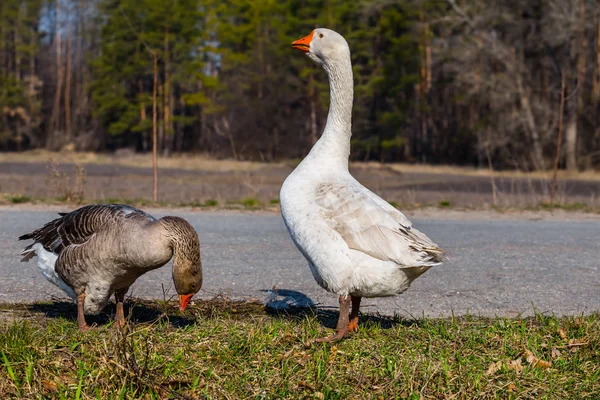 White Gooses Grass Rural Scene — Stock Photo, Image