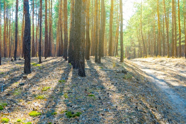 Vackra Tall Skog Glade — Stockfoto