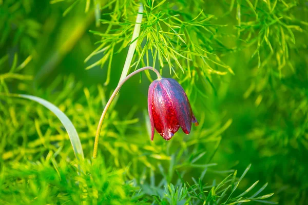 Closeup Red Bell Flower Grass — Stock Photo, Image