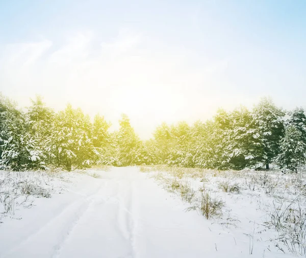 明るい日で美しい積雪冬の松林 — ストック写真