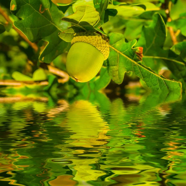 Ghianda Primo Piano Ramo Riflesso Acqua — Foto Stock