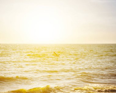 martı sinek güneşin denizde yukarıda