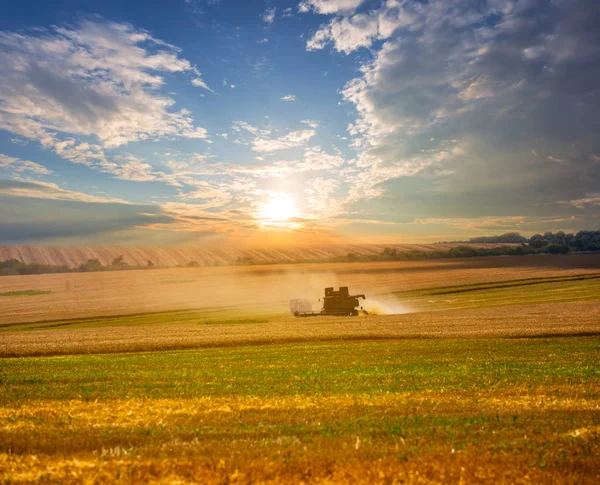 Уборка Урожая Среди Летних Пшеничных Полей Вечером — стоковое фото