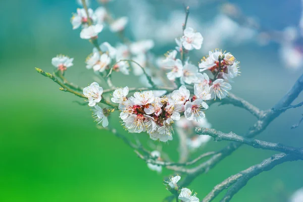 Gros Plan Printemps Cerisier Branche Dans Une Fleur — Photo