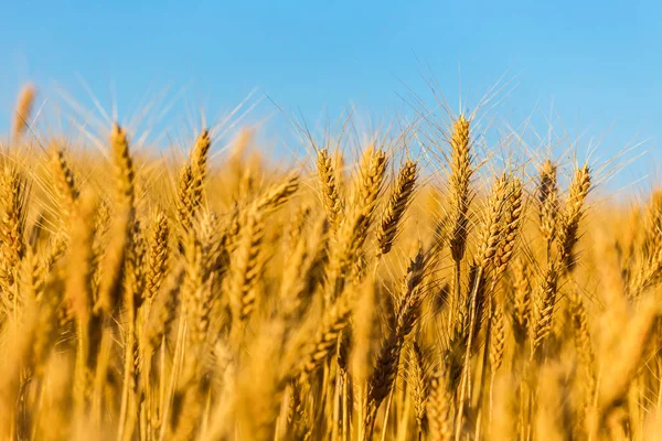 Closeup Altın Buğday Alan Yaz Gün — Stok fotoğraf