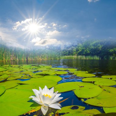 yaz günü, Beyaz nilüfer ile yaz nehir sahne