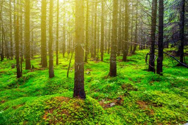 güzel ıslak yeşil çam ormanı içinde bir güneş ışığı