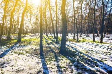 güneş ışınlarının kış grubunu ormanda