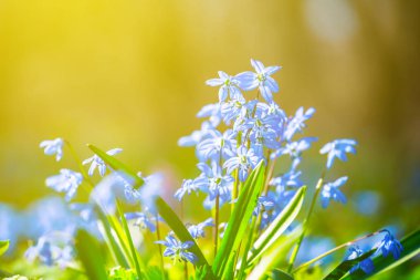 closeup mavi kardelen bahar çiçekleri bir güneş ışığı altında