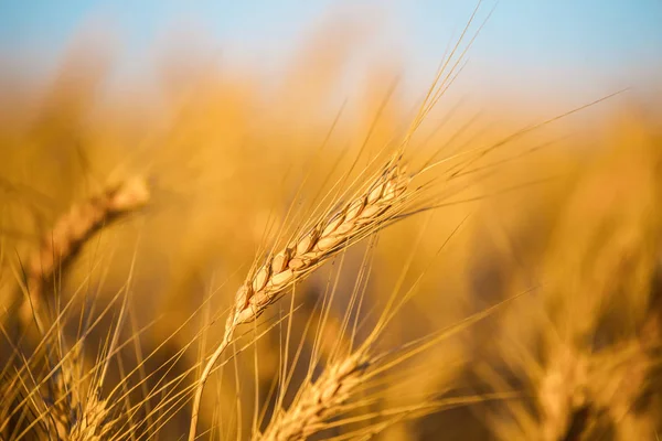 Красивое Крупным Планом Пшеничное Поле Летний День — стоковое фото