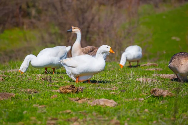 White Gooses Pasture Rural Scene — Stock Photo, Image