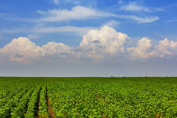 Belo Verão Verde Campo Rural Paisagem — Fotografia de Stock