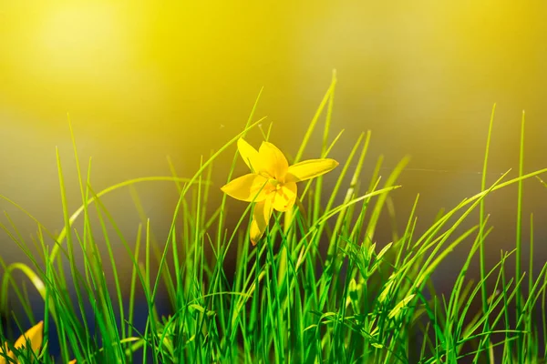 Hermosa Flor Amarilla Primavera Luz Del Sol —  Fotos de Stock