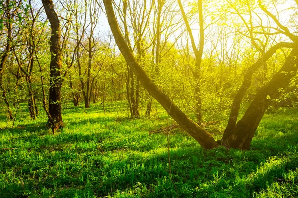 Güzel Yeşil Bahar Orman Güneşli Gün — Stok fotoğraf