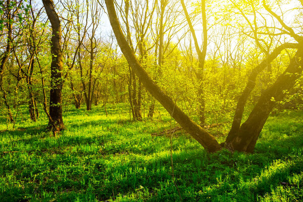 beautiful green spring forest at the sunny day