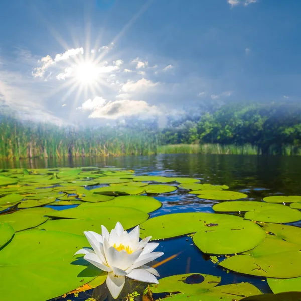 Verano Escena Del Río Con Lirios Blancos Día Verano —  Fotos de Stock