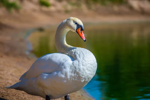 Primer Plano Cisne Blanco Una Costa Del Lago —  Fotos de Stock