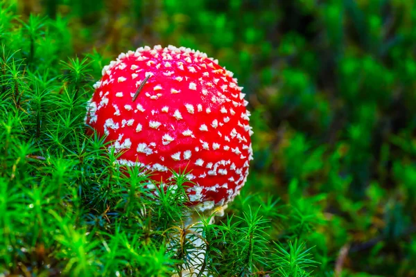 Yeşil Yosun Closeup Kırmızı Flyagaric Mantar — Stok fotoğraf