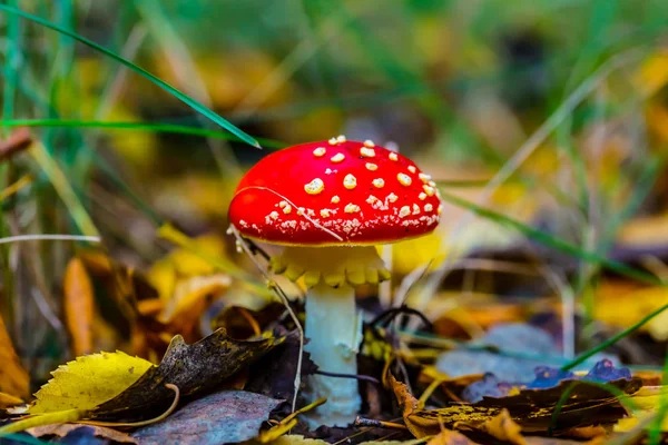 秋の森のクローズ アップ赤 Flyagaric キノコ — ストック写真
