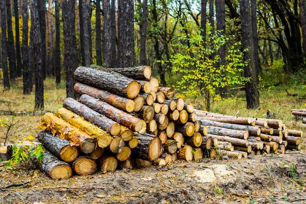 Heap Tree Trunk Forest — Stock Photo, Image